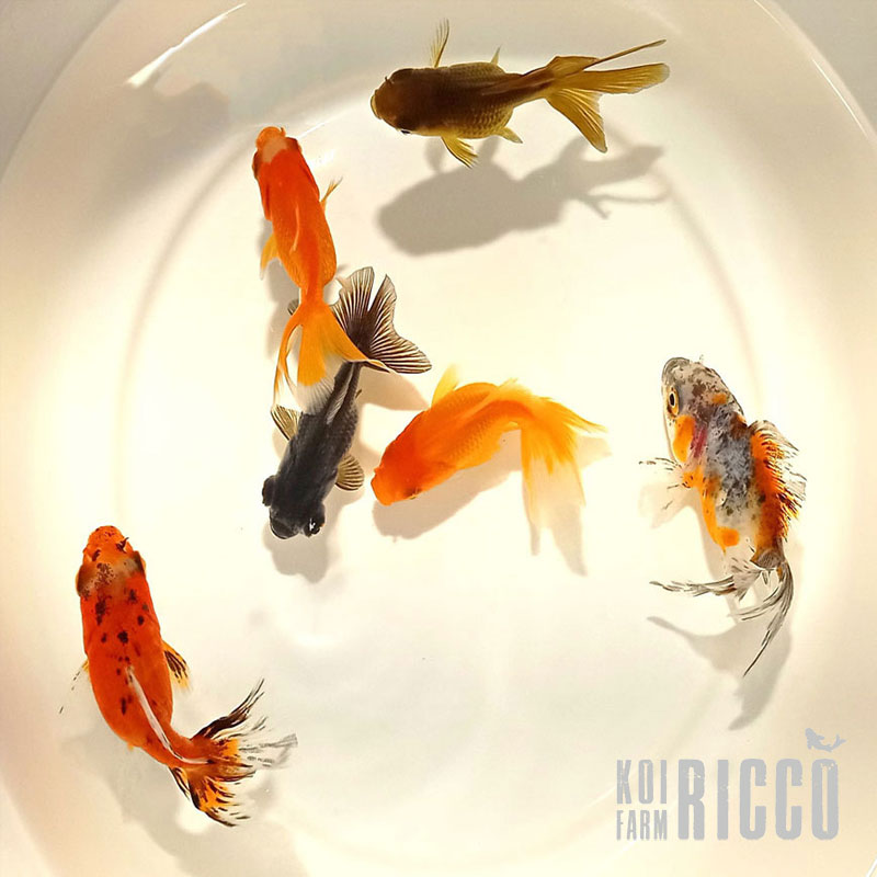 Started Pack “ORANDA” mix 6-7 cm