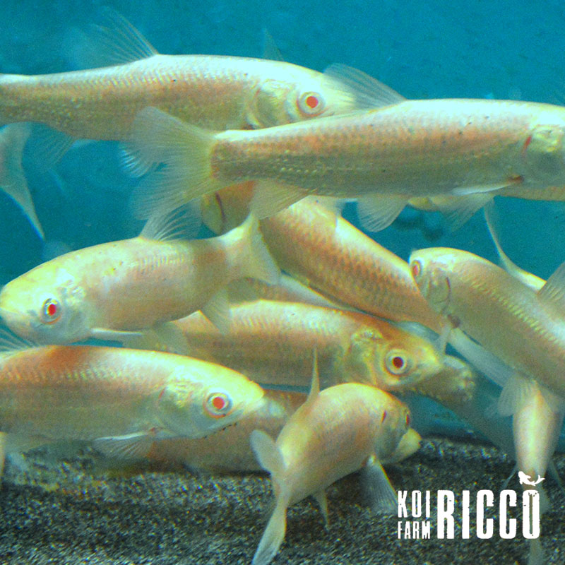 Amur albino 7-8 cm