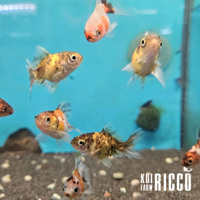 Oranda calico 5-6 cm