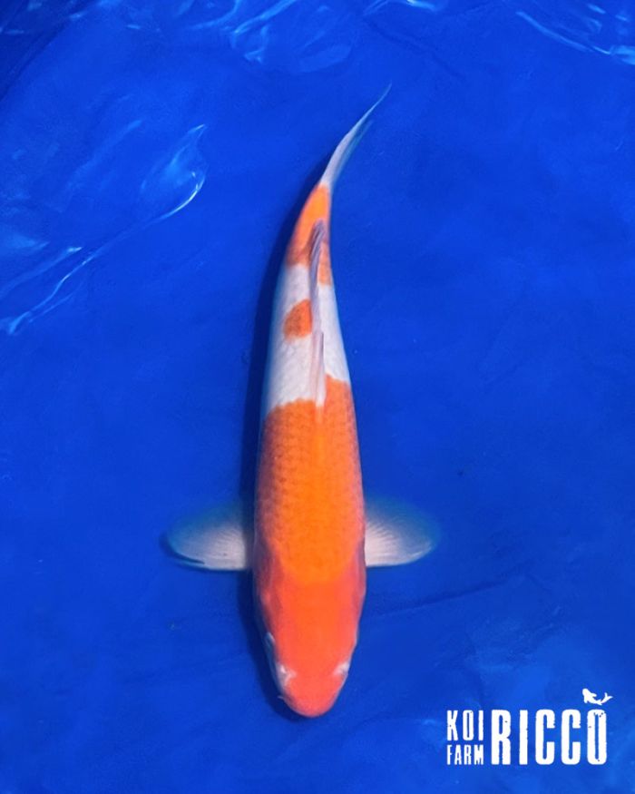 Koi Kohaku 32-35 cm
