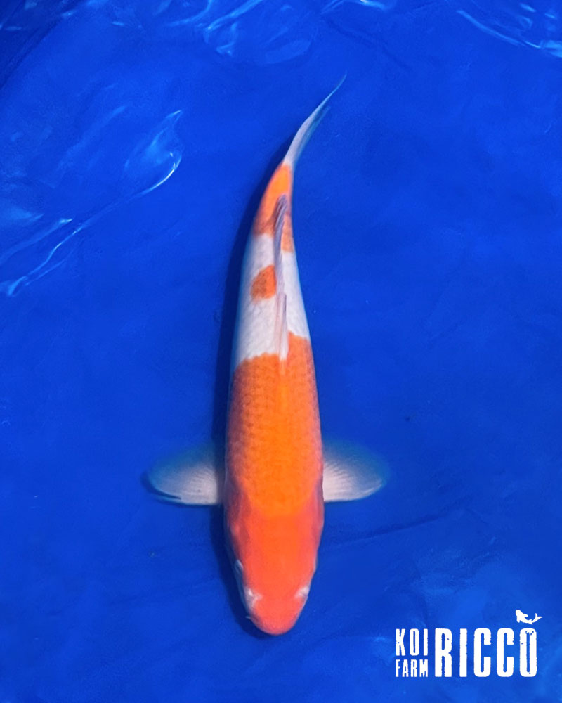 Koi Kohaku 32-35 cm