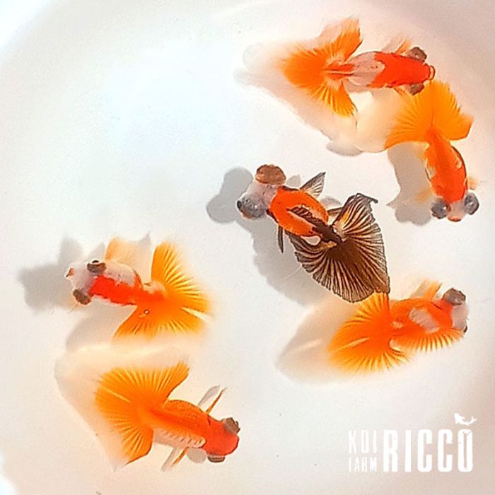 Oranda Butterfly Top Selected 7-8 cm