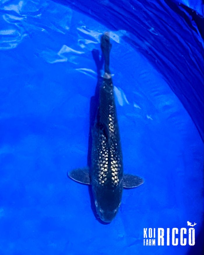 Koi Black Diamond 24-28 cm