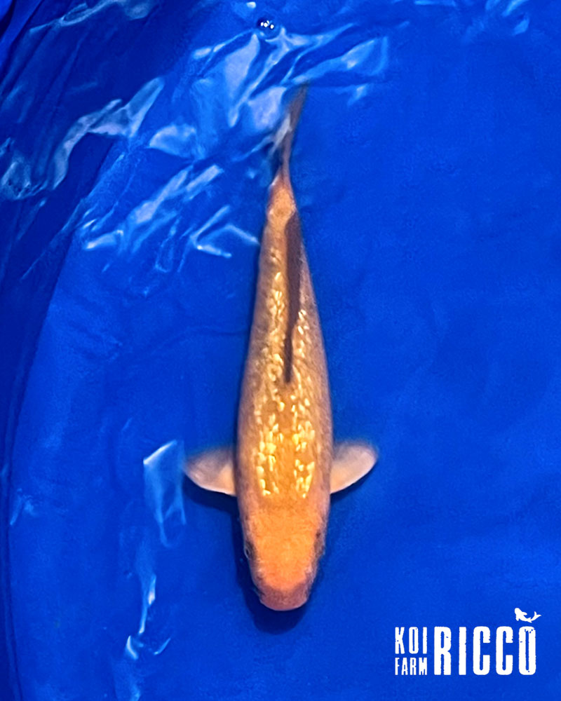 Koi Chagoi Gin Rin 24-28 cm