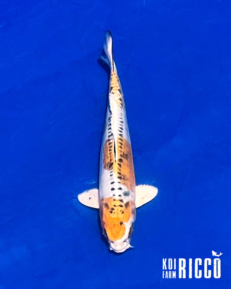 Koi Doitsu Kujaku 24-28 cm