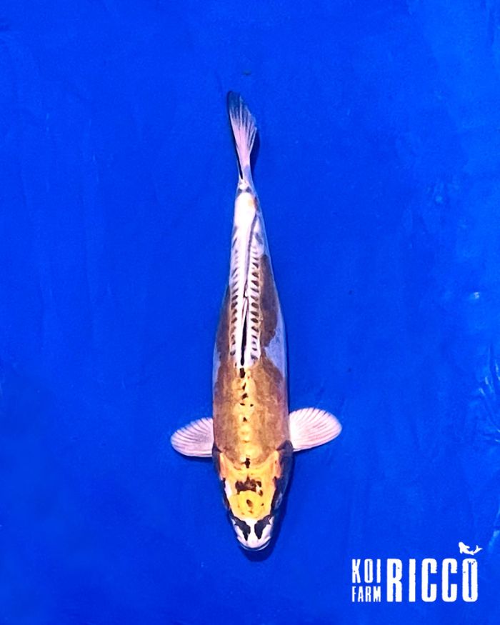 Koi Kikokuryu  24-28 cm
