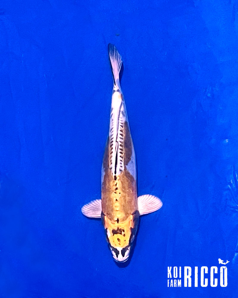 Koi Kikokuryu  24-28 cm