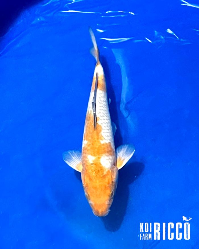 Koi Ochiba 24-28 cm