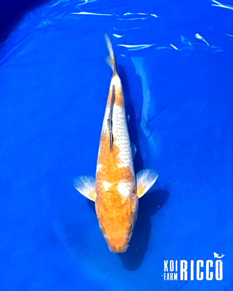 Koi Ochiba 24-28 cm