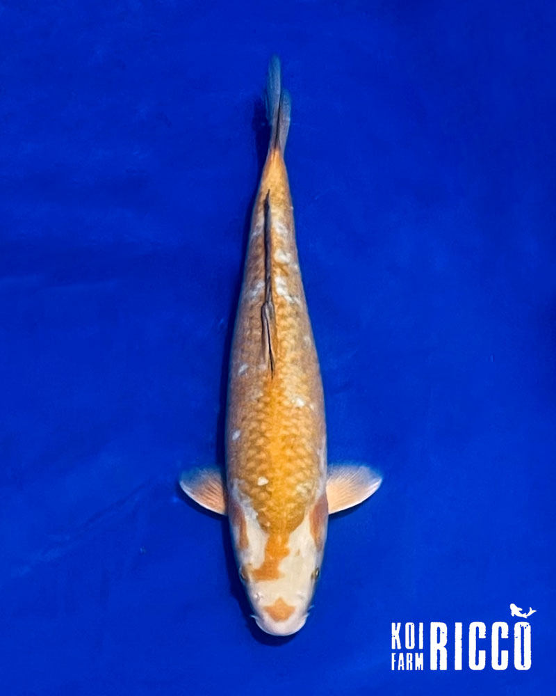 Koi Ochiba 28-32 cm