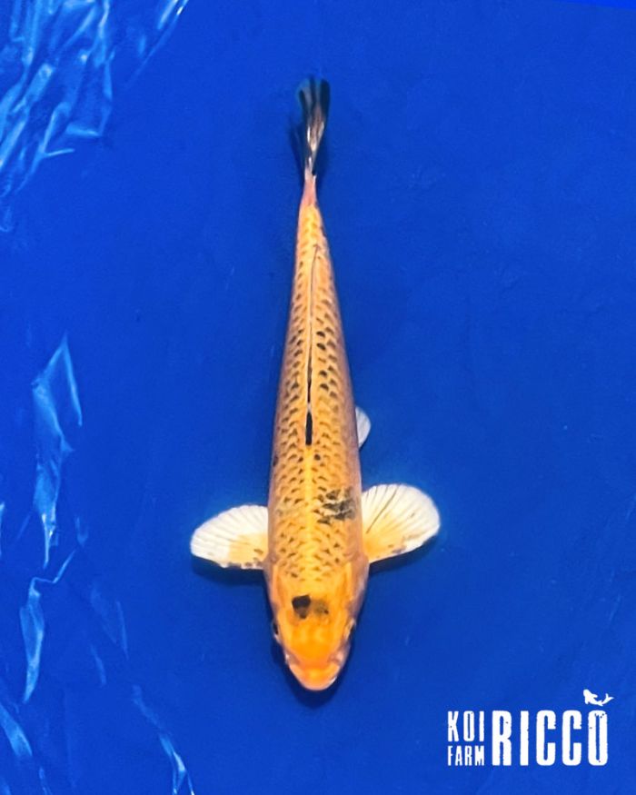 Koi Ogon 24-28 cm