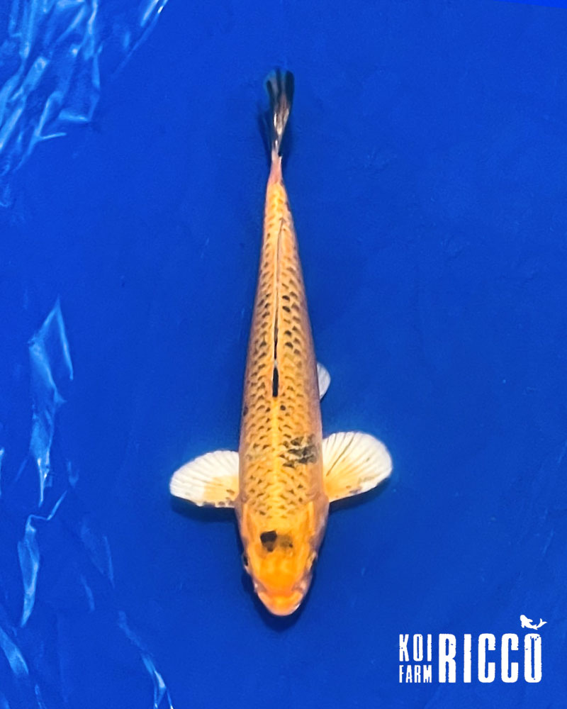 Koi Ogon 24-28 cm