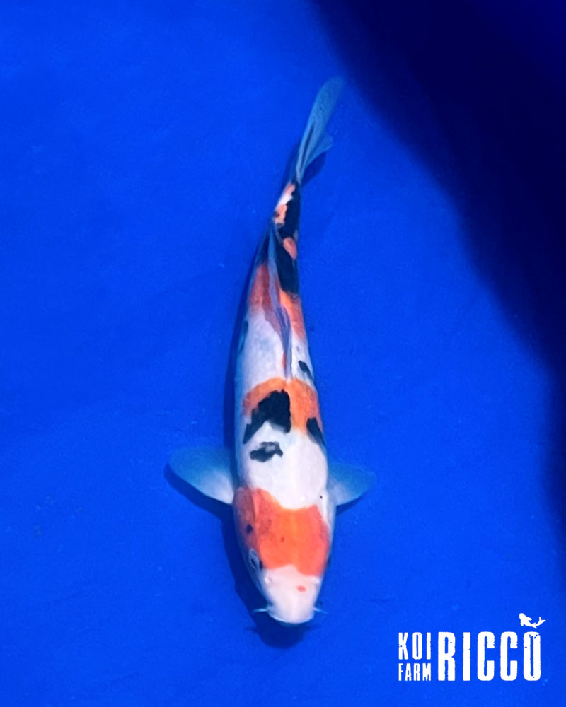Koi Sanke 24-28 cm