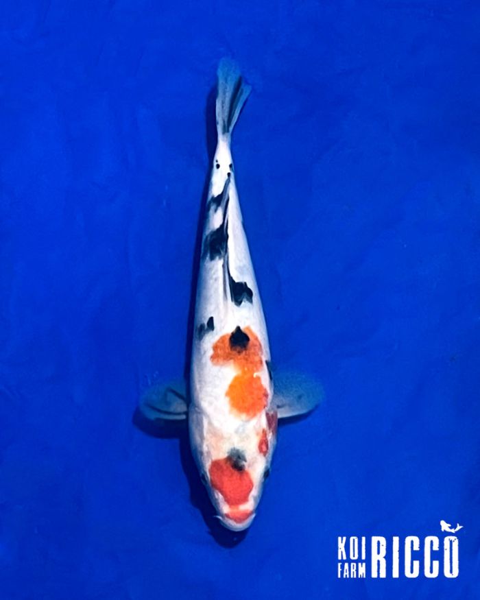 Koi Sanke 24-28 cm