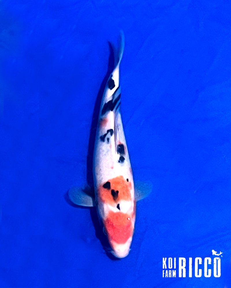 Koi Sanke 24-28 cm