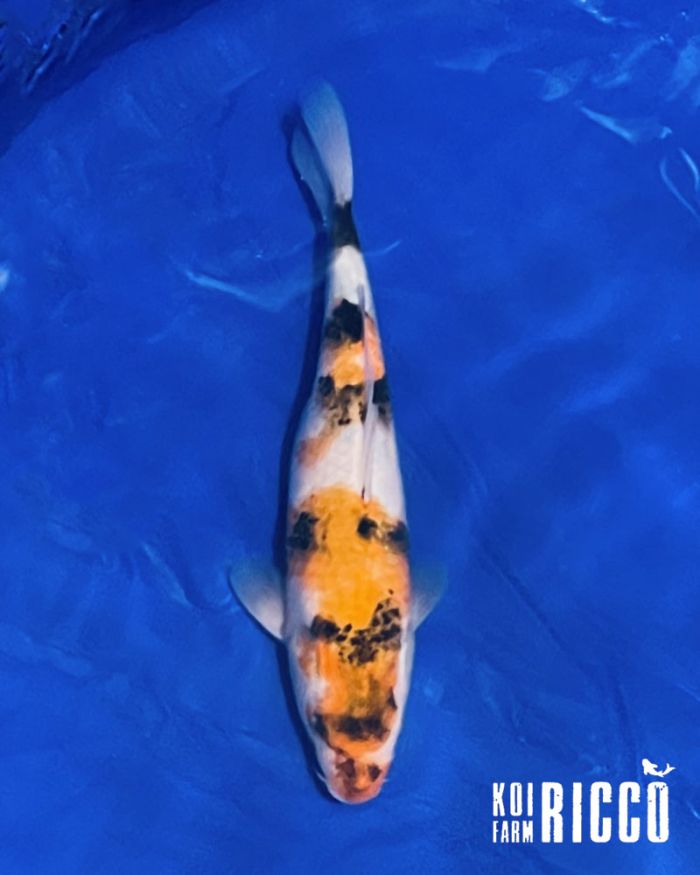 Koi Showa 28-32 cm