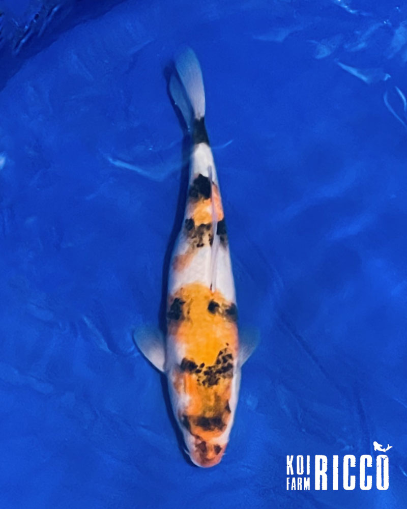 Koi Showa 28-32 cm