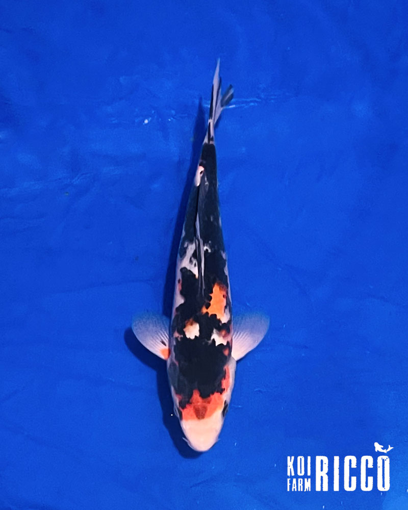 Koi Showa  24-28 cm