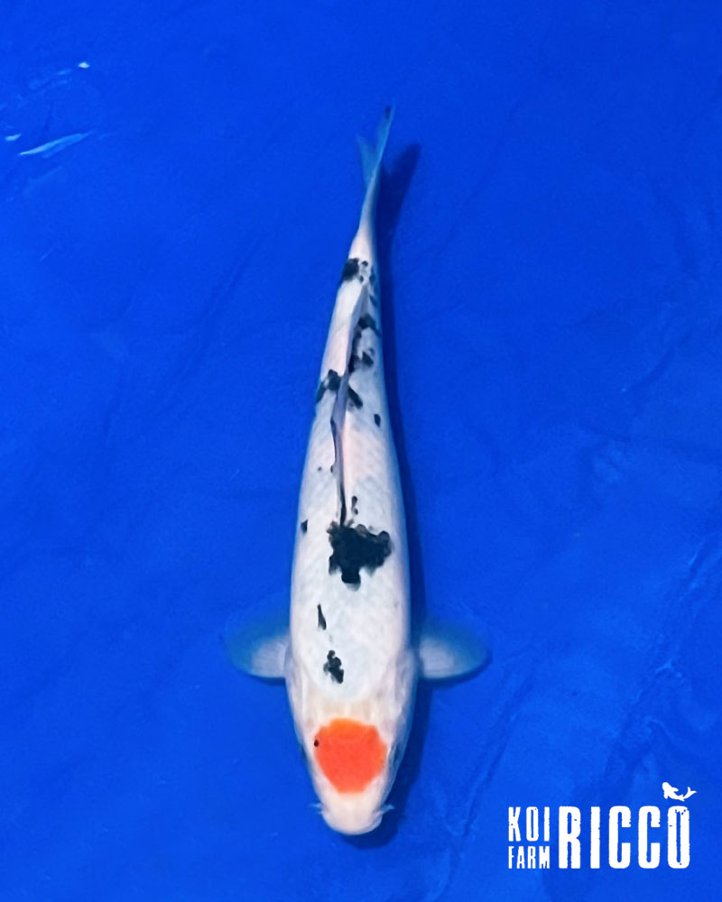 Koi Tancho Sanke 28-32 cm