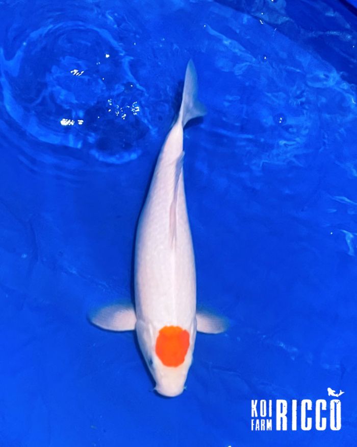 Koi Tancho 35-40 cm