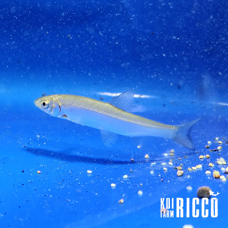 Naso (Chondrostoma nasus)