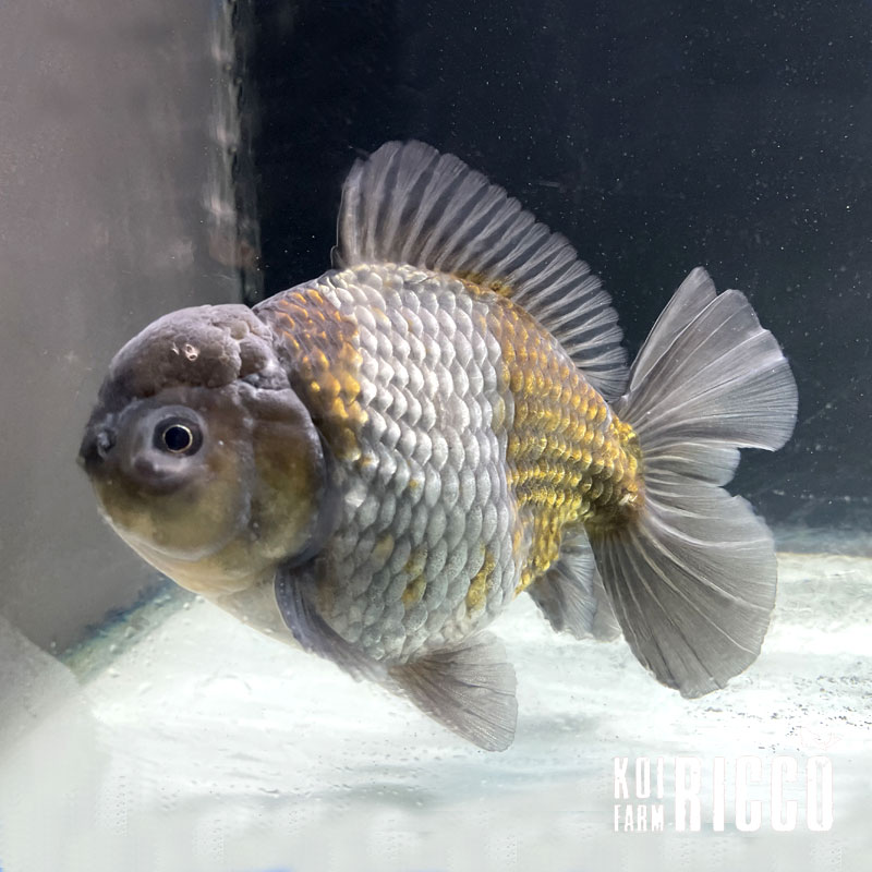 Oranda Blu XXL