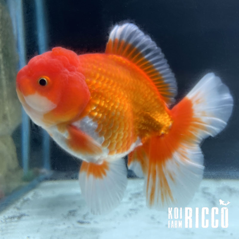 Oranda Red XXL