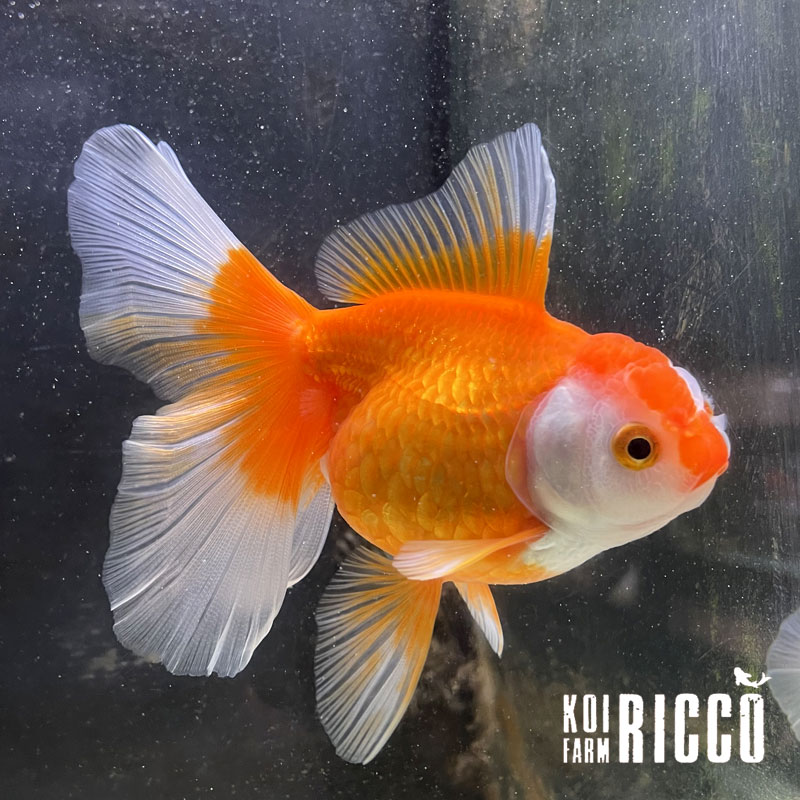 Oranda Rosetail 10-12 cm
