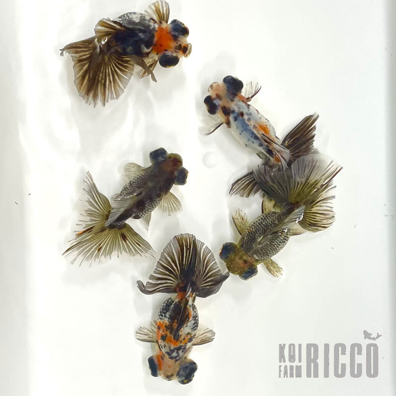 Calico Butterfly 10-11 cm