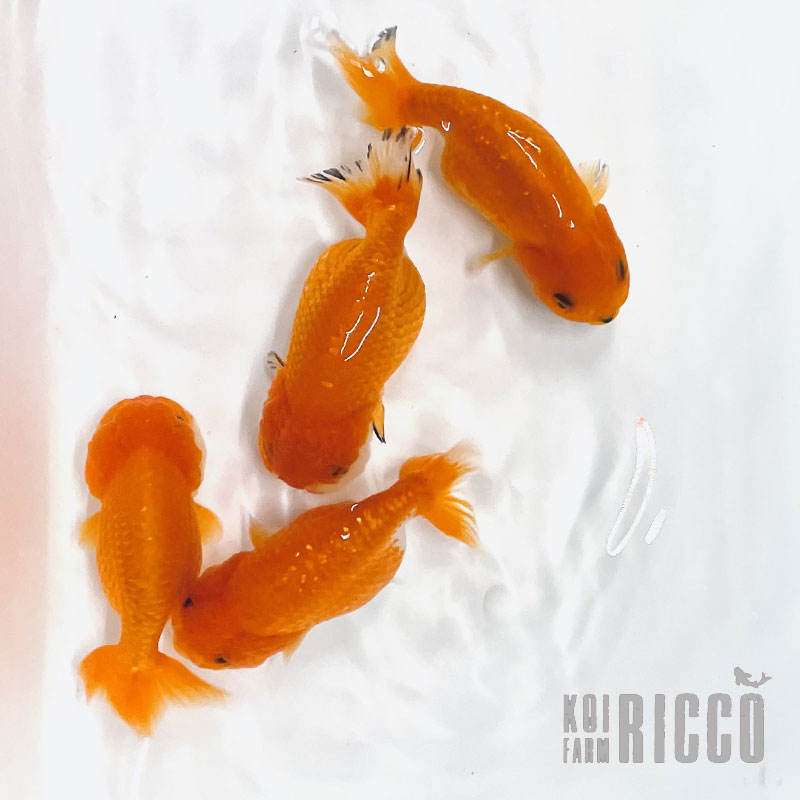 Red Ranchu 10-11 cm